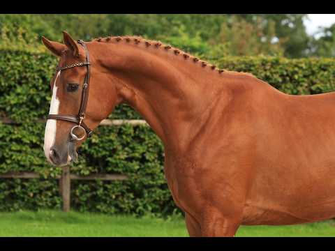 Floris Fürst (FLORIS PRINCE x WOLKENTANZ I) - Video 2 video thumbnail