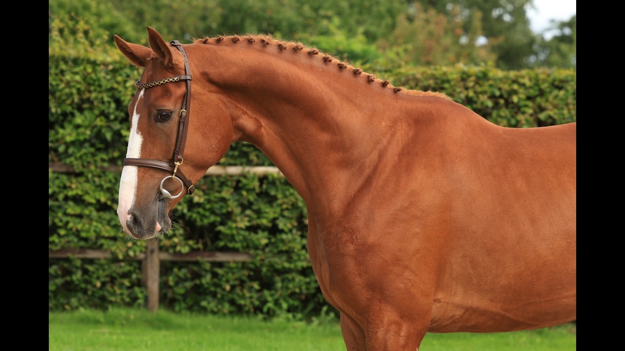 Floris Fürst (FLORIS PRINCE x WOLKENTANZ I) video 1