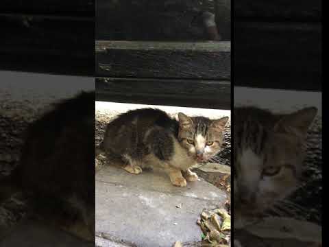 Damaris in Chania, Crete