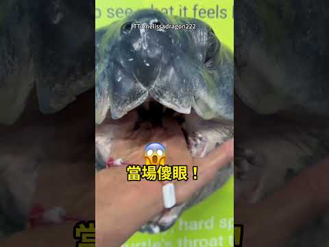 海龜看起來人畜無害，嘴裡卻超嚇人！🐢😱