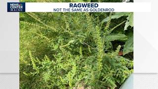 Ragweed season is here in Maine. Here's what allergy sufferers should know