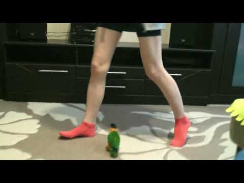 Настырный попугай