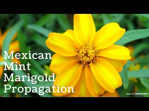 download lagu mp3 mp4 Texas Tarragon, download lagu Texas Tarragon gratis, unduh video klip Texas Tarragon