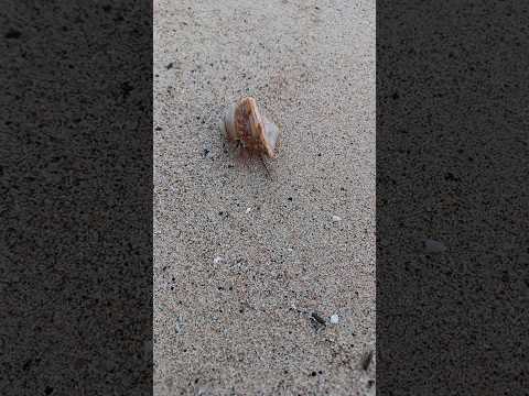 SEA SNAIL WALKING # BEACH SIDE # ANDAMAN # VIRAL # SHORT