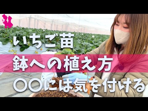 オーガニックの果物を得るために、春にイチゴを植えるのはいつですか