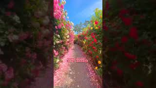 Download lagu Lirik lagu Bahagia bersamamu - haico mp3