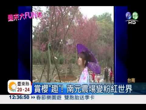 不用去日本! 南元農場櫻花綻放