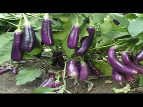 WOW! Amazing New Agriculture Technology Eggplant | Agricultural economics
