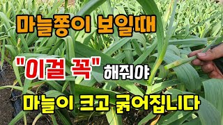 마늘쫑이 보일때 이거 3가지 해주면 굵고 큰 마늘 수확할수있습니다 #마늘농사 #마늘굵게키우기