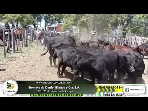 22-01-26 - Remate de Daniel Blanco y Cía.  S.A. -  Lonquimay, La Pampa