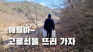 [시골일상 브이로그] 고로쇠물 뜨러가자. 집 뒷산에서 고로쇠 뜨는 시골 클래스 최고. 왕복 10분이면 충분.