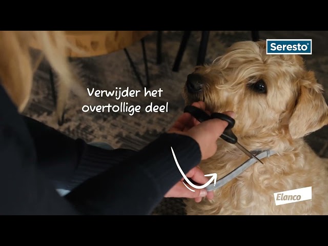 Seresto Hond > - Teken/vlooienband Welkoop