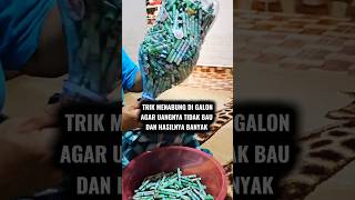 Download lagu THIS IS HOW TO KEEP YOUR MONEY FROM Smelling If You Save It in a Gallon #shorts #tricks #trending... mp3 Download lagu THIS IS HOW TO KEEP YOUR MONEY FROM Smelling If You Save It in a Gallon #shorts #tricks #trending... mp3