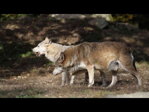 Tuscany Dog Project - Die Pizza Hunde, mit Günther Bloch