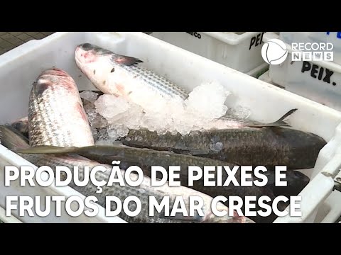Produção de peixes e frutos do mar cresce 25% no Brasil