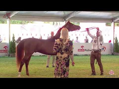 N 80 BELMARI   2020 PRIDE OF POLAND   42nd Arabian Horse National Show   2 3 Years Old Colts Class 5