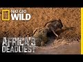 Croc Sneak Attack Africa S Deadliest