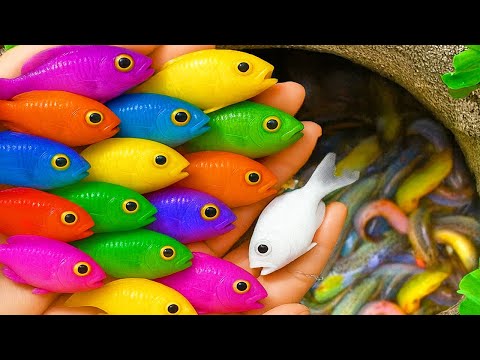 Catch Strange Freshwater Aquarium Fish in Garden, Baby Turtles, Bronze Guppy, Carp, Eels, Goldfish