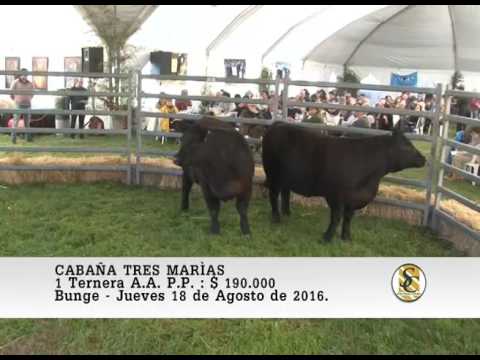 18-08-16 Venta de Terneras A.A. P.P. - Cabaña Tres Marias - Bunge.