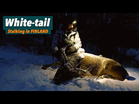 Jakt på Vitsvans i Finland - Jompen fäller sin första vitsvanshjort