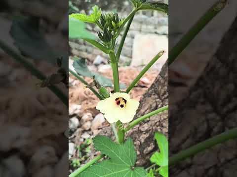 #naturephotography #organic #ladyfingers #homegarden #