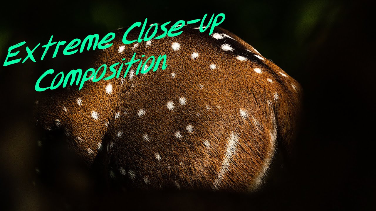Composition in photography  creating extreme close up images by sudhir shivaram
