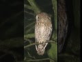 Tawny In The Fog