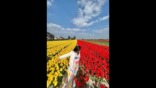 Tulips in Netherlands #travel #Netherlands