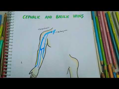 CEPHALIC || BASILIC || MEDIAN CUBITAL VEIN || Origin || Drainage || Uses || All you need to know