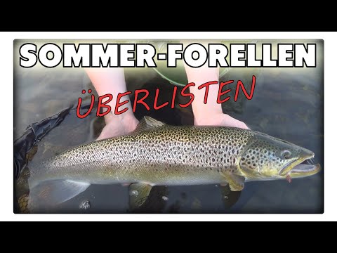 Große, fette Meerforellen fangen - im Sommer knallt es richtig.