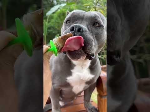 Para os Dias de Calor - Picolé de Ração - Nossa Rotina #americanbully