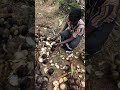 Form Fresh Ice Apple Nongu