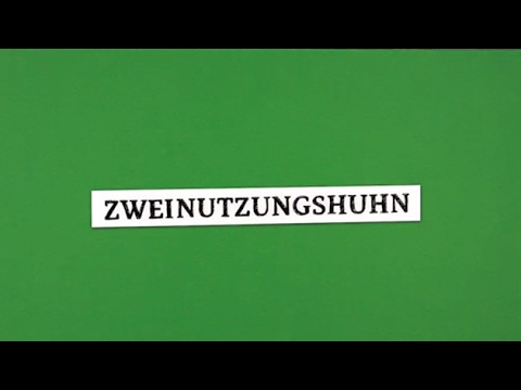 Alternativen zum Töten männlicher Küken (Teil 3/3, Das Zweinutzungshuhn)