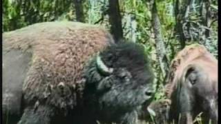 buffalo in forest   Yellowstone