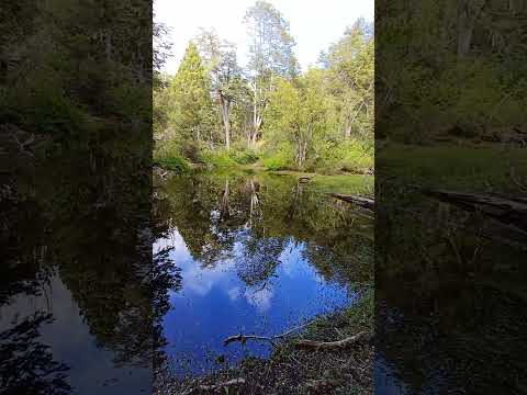 Las AVES saben cuando llega la #primavera 2023 #short #nature #nofilter #argentina #sounds  MORRUDO