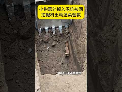 小狗意外掉入深坑被困，工地师傅开动挖掘机暖心救援！