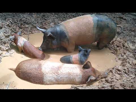 Are pigs happy in mud?