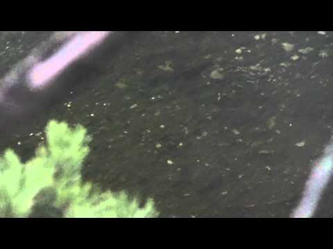 Giant trout spawn in Norway. Gyteklar stor-ørret i Telemark