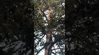 Did you know coast Douglas firs are not native to the east bay? Did you know coast Douglas firs are