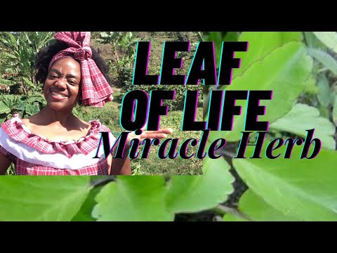 LEAF of LIFE BENEFITS AND USES | Tree Of Life| MIRACLE HERB Bryophyllum Pinnatum *I MADE THE JUICE*