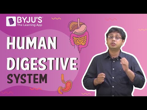 Human Digestive System - Parts Of Digestive System