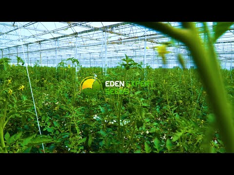 Tək Əkimlik Odelia F1