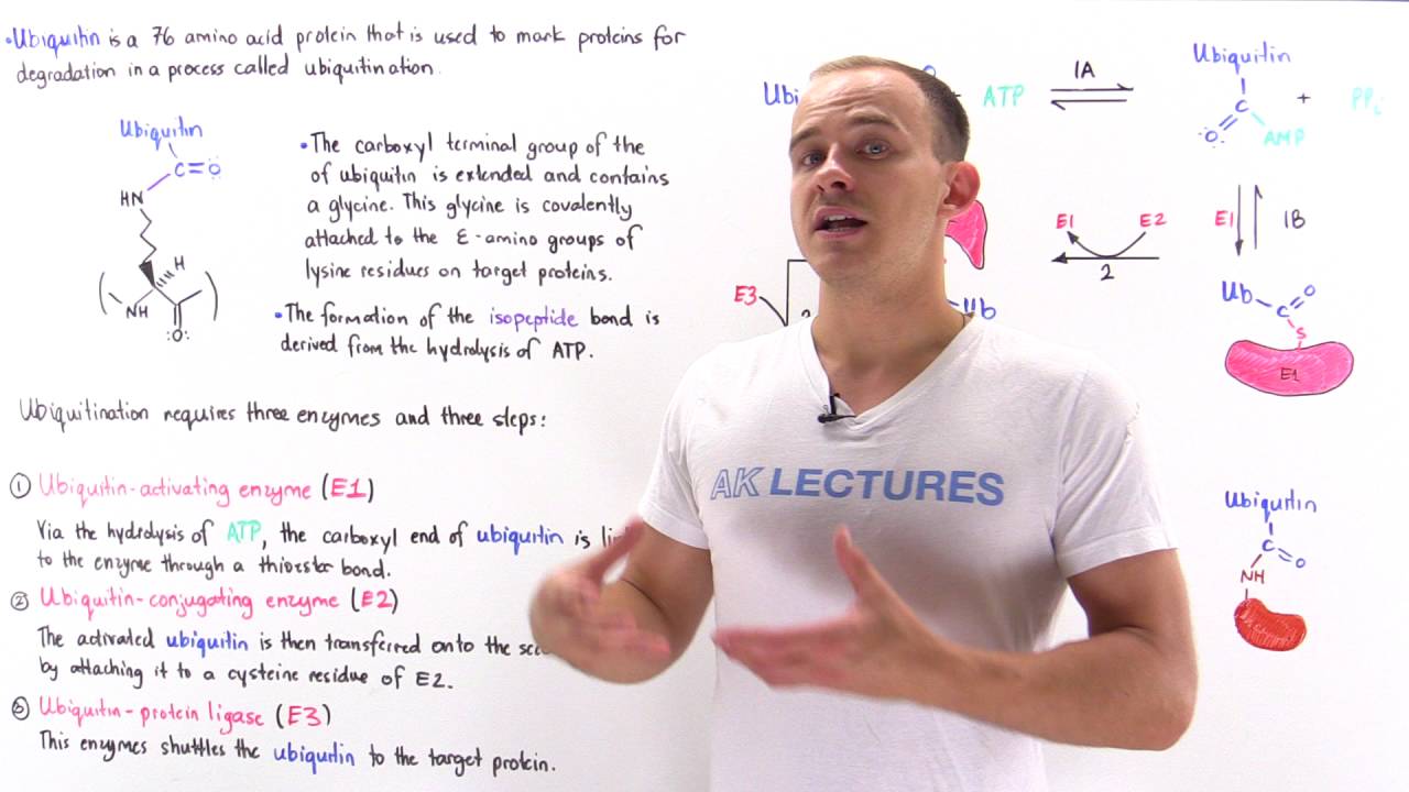 Ubiquitination of Proteins - YouTube