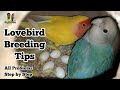 Love birds breeding tips | Lovebirds full information | Love birds breeding setup