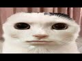 Top 6 Goofy Ahh El Gato