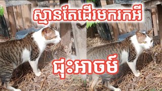 ស្មានតែដើរមករកអីជុះអាចសោះខ្ញុំស្រលាញ់ឆ្មាខ្ញុំណាស់