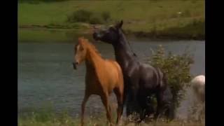 AMOR SALVAJE EL BRONCO ECUATORIANO