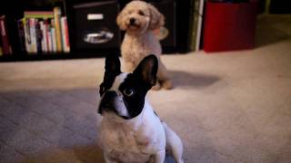 2 cute dogs play dead trick