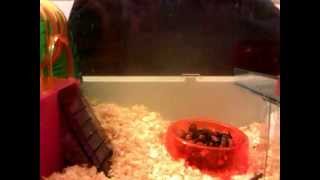 Spy Cam on My Syrian Hamster