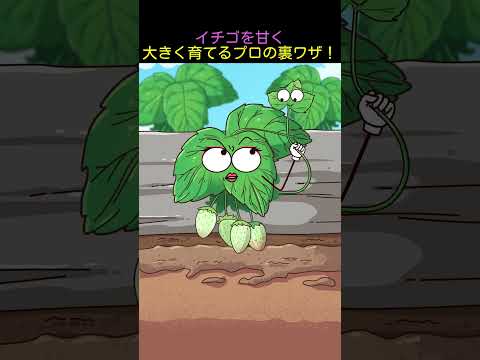イチゴを甘く 大きく育てるプロの裏ワザ！